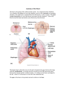 Anatomy of the Heart