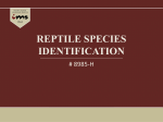 reptile species identification