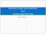 Muscles (Origin and Insertion) and steady state