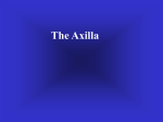 The Axilla