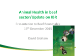 Animal Health in Beef Sector