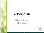 Cell Organelles