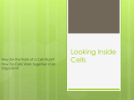 2. Looking Inside Cells PowerPoint
