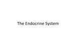 The Endocrine System