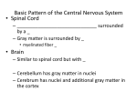 Basic Pattern of the Central Nervous System