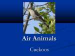 Air Animals
