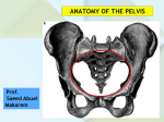 PELVIC WALL JOINTS OF THE PELVIS PELVIC FLOOR