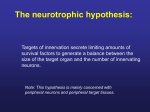 Note: This hypothesis is mainly concerned with peripheral neurons