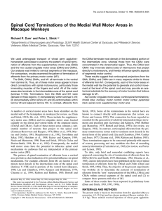 Spinal Cord Terminations of the Medial Wall Motor Areas in