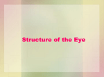 The Eye and Vision