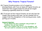 The Tropical Rain Forest