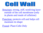 Structure: strong, stiff, nonliving layer outside of the cell membrane
