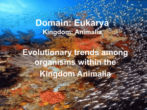Domain: Eukarya Kingdom: Animalia