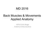 Muscles and movements of back