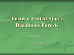 Eastern United States Deciduous Forests