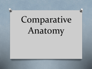 comparative anatomy ppt