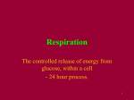 06.1 Respiration