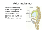 Inferior mediastinum