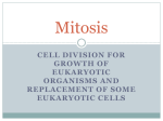 Mitosis – PowerPoint