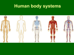 Human body systems - Sonoma Valley High School