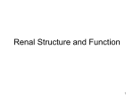 Renal Structure and Function