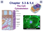 Lecture 013--Organelles 4 (Cytoskeleton)