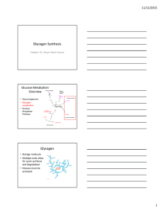 Glycogen Synthesis Glycogen