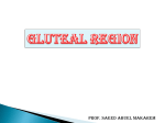 19-Gluteal region2009-05-16 11:384.9 MB