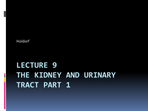 DMSM 105 Urinary Tract Part 1 - Echo ED: Diagnostic Medical