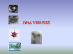 Infection cycle: DNA viruses