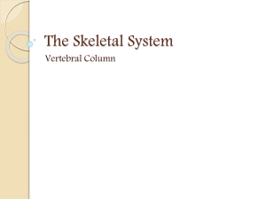 The Vertebral Column