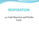 Lesson 4.2 Link Reaction and Krebs Cycle