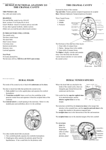 HUMAN FUNCTIONAL ANATOMY 213 THE CRANIAL CAVITY THE