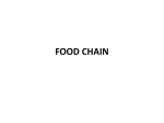 FOOD CHAIN