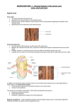 Neuroanatomy 1