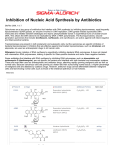 Inhibition of Nucleic Acid Synthesis by Antibiotics - Sigma
