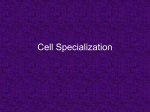 Cell Specialization and Size