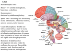 CNS Autonomic NS