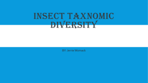 Insect Taxnomic Diversity