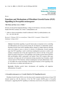 Functions and Mechanisms of Fibroblast Growth Factor (FGF