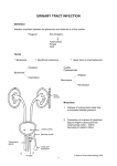 UT-handout