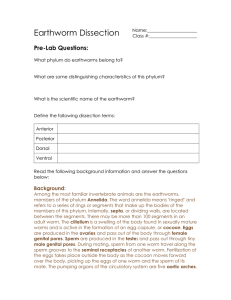 Earthworm Dissection