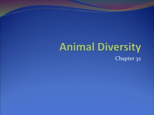 Introduction to Animal Diversity