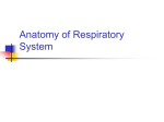 Anatomy of Respiratory System