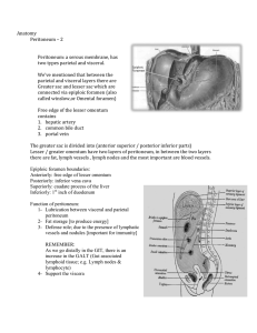 Anatomy Peritoneum – 2 Peritoneum: a serous membrane, has two