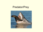 A verbal model of predator