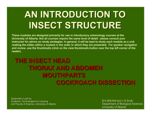 an introduction to insect structure - Biological Sciences