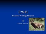 CWD Chronic Wasting Disease