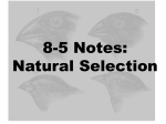 8-5 Notes: Natural Selection