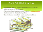 Plant cell wall structure File